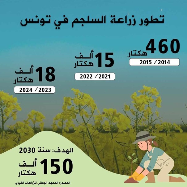 تطور زراعة السلجم في تونس